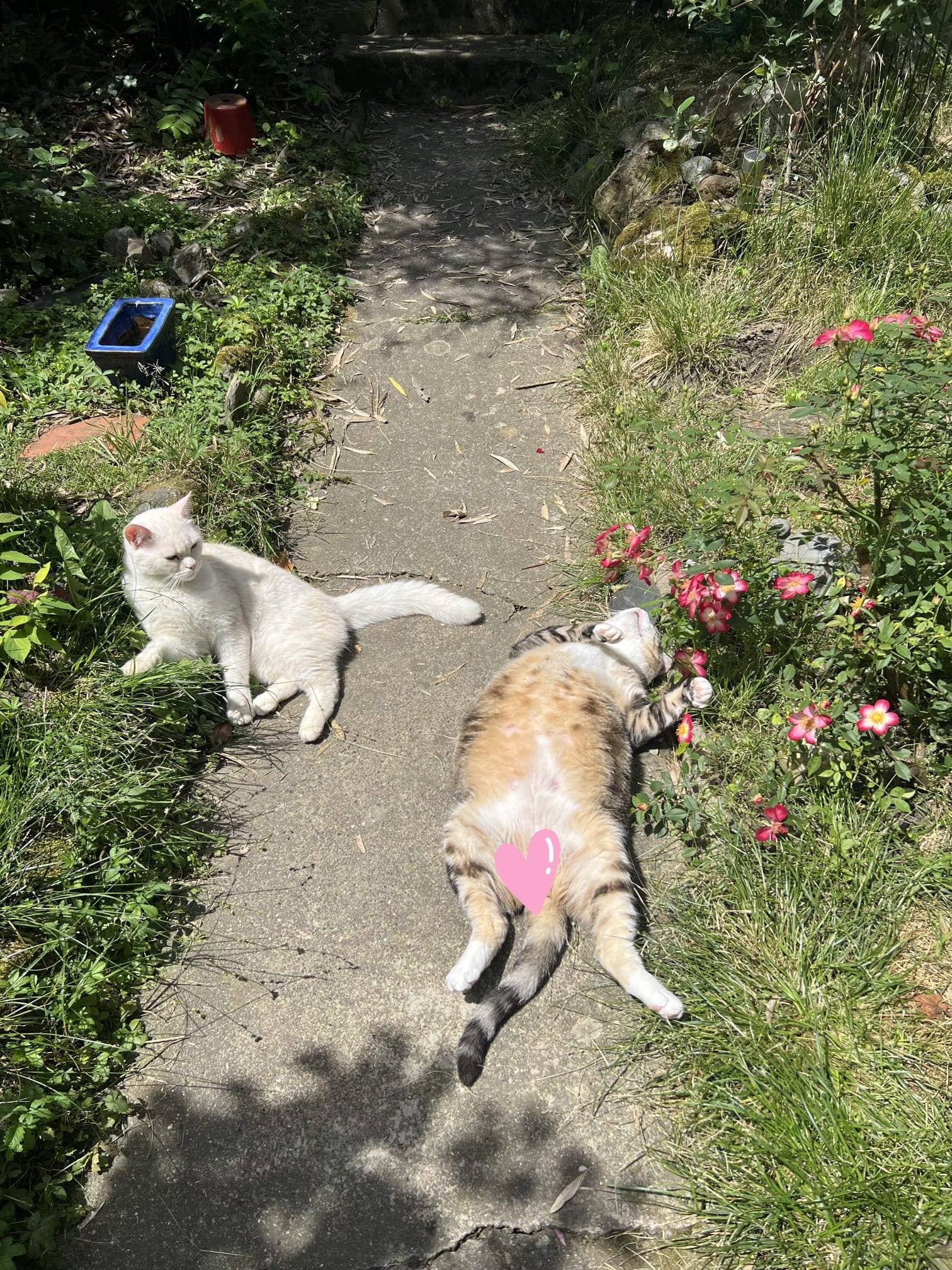 Photo du chat adopté