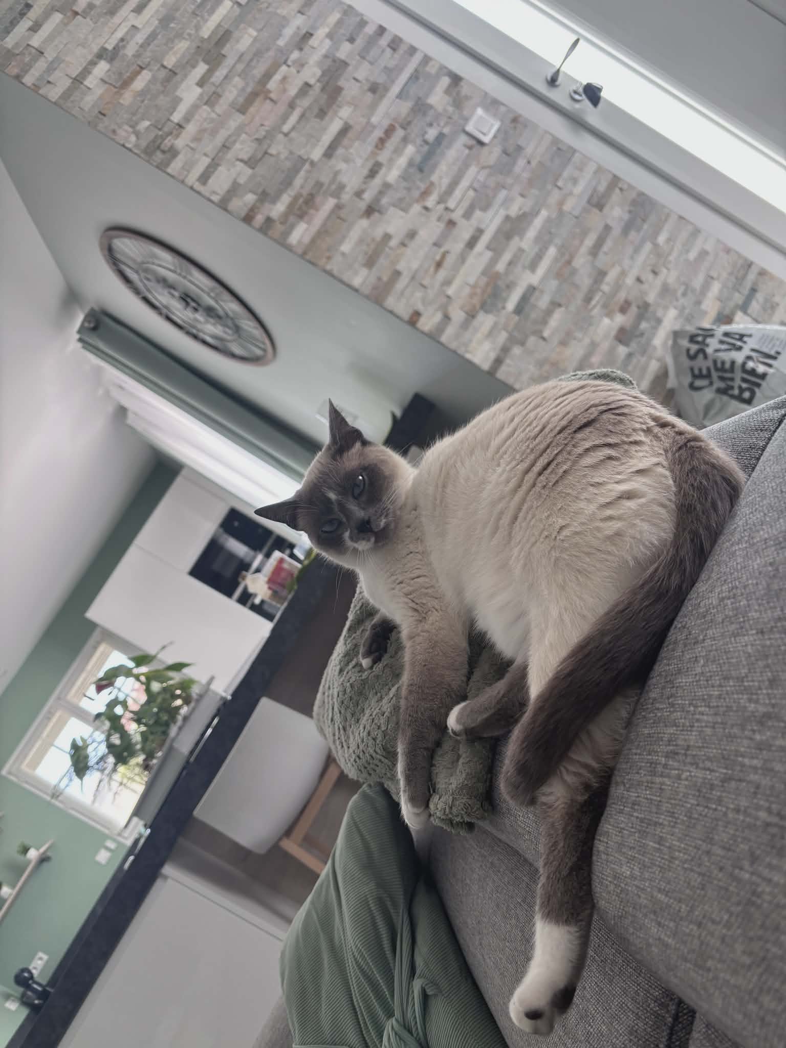 Photo du chat adopté