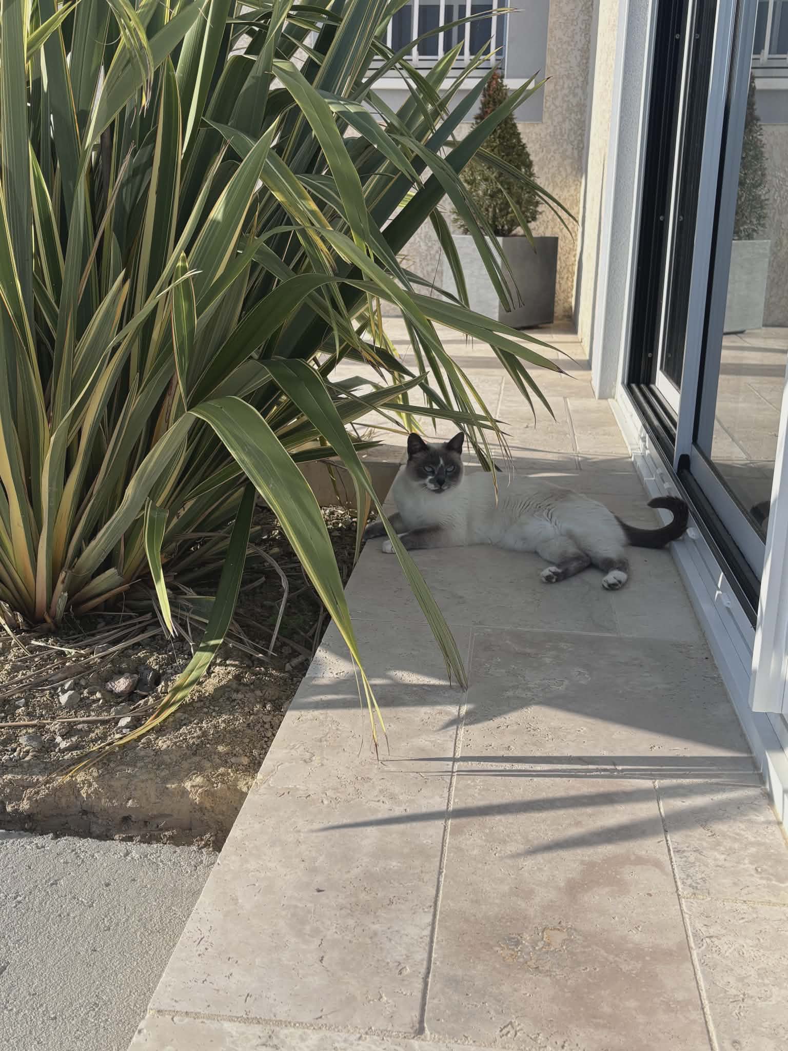 Photo du chat adopté