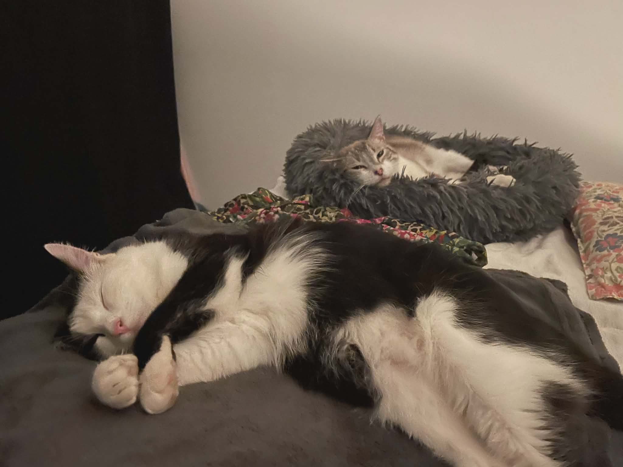 Photo du chat adopté