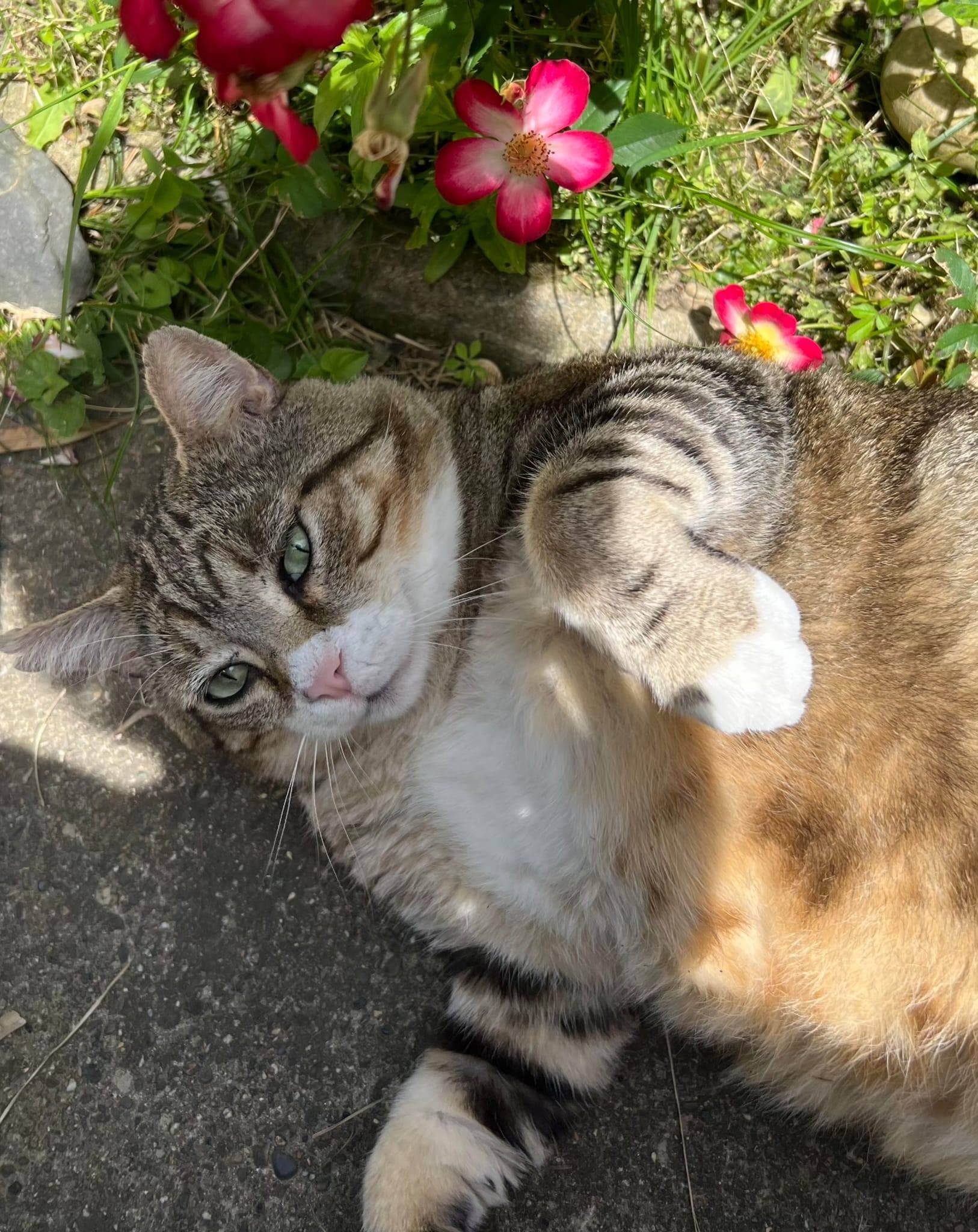 Photo du chat adopté