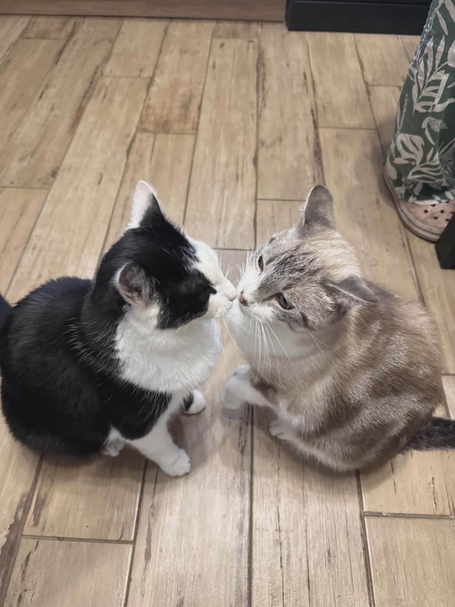 Photo du chat adopté